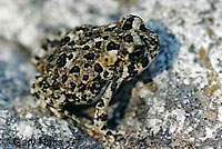 arroyo toad