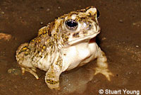 arroyo toad