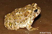 arroyo toad