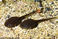 arroyo toad tadpoles