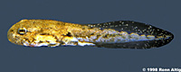 arroyo toad tadpole