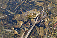 Yosemite Toads