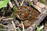 Yosemite Toad