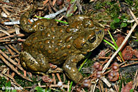 toad