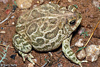 Great Plains Toad