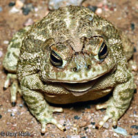 Great Plains Toad