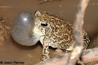 Great Plains Toad