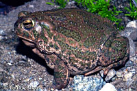 Great Plains Toad