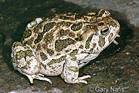 Great Plains Toad