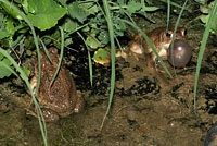 Great Plains Toad