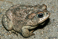 Great Plains Toad