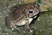 Great Plains Toad