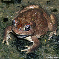 Great Plains Toad