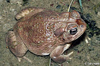 Great Plains Toad