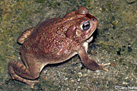 Great Plains Toad