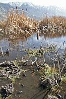 Black Toad Habitat