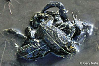 Black Toads