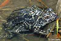 Black Toads