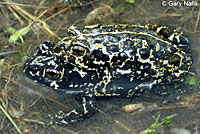 Black Toads