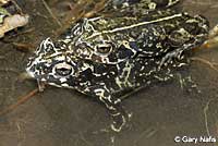 Black Toads