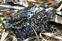 Black Toads