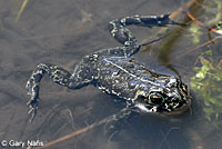 Black Toad