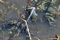 Black Toads