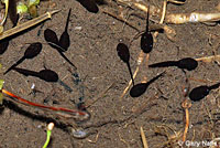 Black Toad Tadpoles