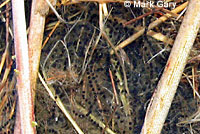 Black Toad Eggs