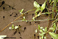 Black Toad Tadpoles