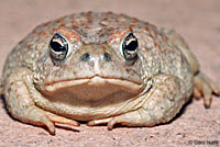 Arizona Toad