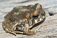 Arizona Toad