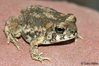 Arizona Toad