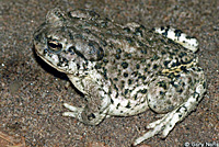 Arizona Toad