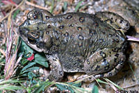 Red-spotted Toad