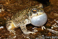 Red-spotted Toad