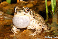 Red-spotted Toad