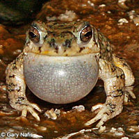 Red-spotted Toad