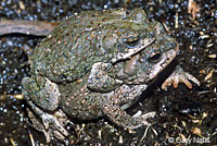 Red-spotted Toad