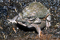 Red-spotted Toad