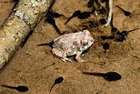 Red-spotted Toad