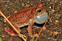 Red-spotted Toad