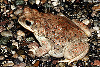 Red-spotted Toad