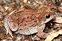 Red-spotted Toad