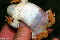 Red-spotted Toad