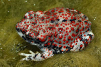 Red-spotted Toad