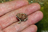 Red-spotted Toad