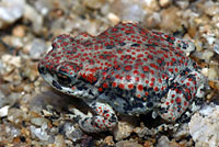 Red-spotted Toad