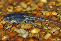 Red-spotted Toad tadpole