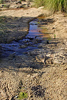 Red-spotted Toad tadpoles